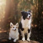 부산 강아지 스냅 사진은 국내 유일 유럽피안 스타일의 와일드 독스 프로젝트 입니다.