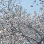 서울대공원 🌸 벚꽃나들이