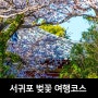 4월 서귀포 여행코스 서귀포 벚꽃 천제연 폭포, 녹산로, 엉덩물계곡