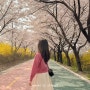 2024년 4월 7일 일상 : 벚꽃 구경 명소 잠실 올림픽공원 성내천 산책길 벚꽃터널 걸어보기🌸