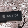 4월#4 벚꽃 핀 버스정류장은..