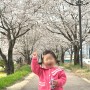 충북 음성 응천십리벚꽃길 한적한 벚꽃 명소 벚꽃축제 정보