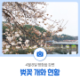 4월 8일 평창읍 강변 벚꽃 개화 현황
