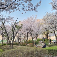 안양 삼덕공원 벚꽃 나들이
