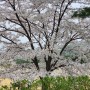봄날의 벚꽃 나들이(권익보호행정사, 고충민원, 진정서, 갈등조정)