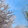 봄 꽃, 여수벚꽃, 벚꽃엔딩 / 전남대 여수캠