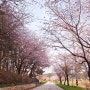 [2024.04.08] 오늘의 태안 남면 벚꽃길 위치 / 태안 가볼만한곳