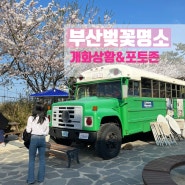 부산 기장 벚꽃 명소 해동용궁사 벚꽃 개화 상황 실시간