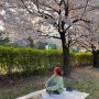 원주 벚꽃명소 실시간 개화시기 만개 따뚜공연장 피크닉