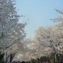 인천대공원 벚꽃 보러 갔다가 사람 멀미하고 돌아온 후기(4월8일 벚꽃 현황)