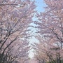 서울숲 벚꽃 나들이 위치 추천 24년 4월 7일 실시간 벚꽃 상황