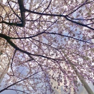 24년 봄 벚꽃 모음집 | 흐드러지는 벚꽃 속에서~ 드디어 기다리던 벚꽃시즌! 나의 벚꽃 나들이를 사진과 함께 공유해 주세요!