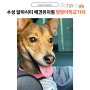 <수성 알파시티> 경산애견유치원.애견호텔 믿고맡길 수 있는 ' 멍멍아 학교가자 '