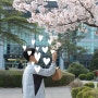 군산 벚꽃명소 은파호수공원 미룡동 군산대학교 벚꽃길 :)