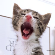 고양이분유 로얄캐닌 베이비캣 밀크 새끼고양이키우기 준비물
