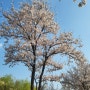 봄에 즐기는 벚꽃놀이