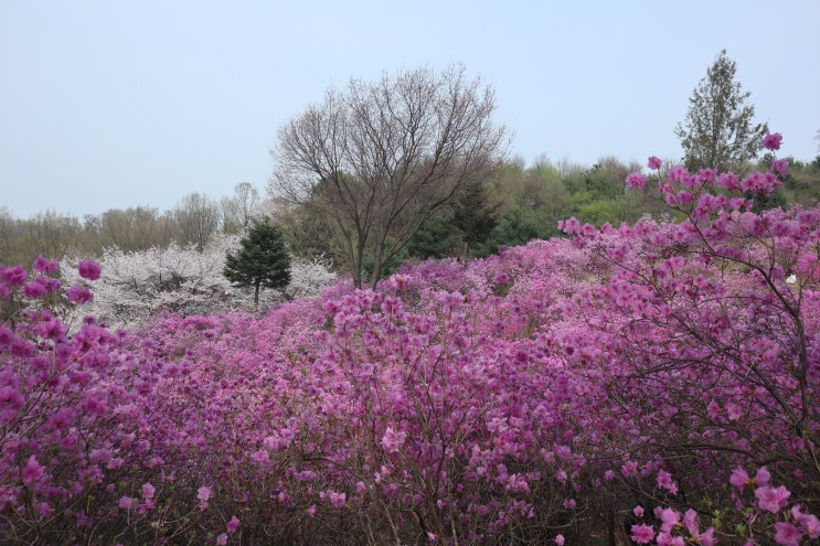 경기도꽃축제, 부천 원미산 진달래동산가면 힐링하기 딱 좋아요