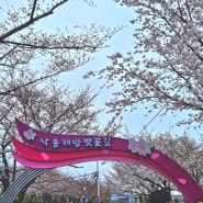 부산 삼락생태공원 벚꽃길 벚꽃축제