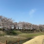 시흥갯골생태공원(24.4.5)벚꽃만개, 아가랑 산책하기 좋은 공원