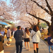 [과천/봄축제] 경마공원 벚꽃축제 후기 | 경마 후기
