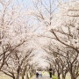 충주 벚꽃명소 하방마을 벚꽃길