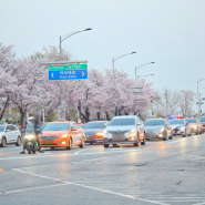 서울 벚꽃 명소 여의도 한강공원 벚꽃 구경 후기 사람 정말 많아요.