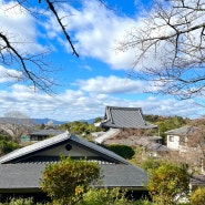 [일본] : 신혼여행 : 교토, 오사카DAY-3 / 철학의길, 블루보틀, 이치란, 오사카
