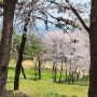 인천 숨은 벚꽃명소 한적한 벚꽃구경하기 좋은곳 연수구 장미근린공원