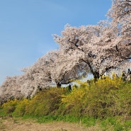 청주여행 무심천 튤립 벚꽃명소 나들이 데이트코스 갈만한곳