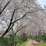 성남 벚꽃 명소 9 탄천 태평동물놀이장 주차 벚꽃놀이 꽃구경
