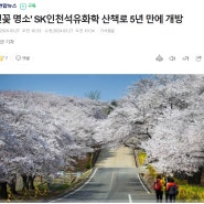 인천 서구 벚꽃 명소: SK인천석유화학 벚꽃동산 4월9일까지 개방, 주차 없음