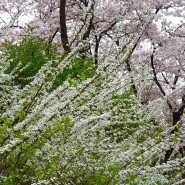 서울어린이대공원에서 만난 조팝나무 꽃말