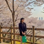 부천 벚꽃명소 추천 : 도당산 벚꽃동산 도당근린공원야외무대 (24.04.07 방문✨)