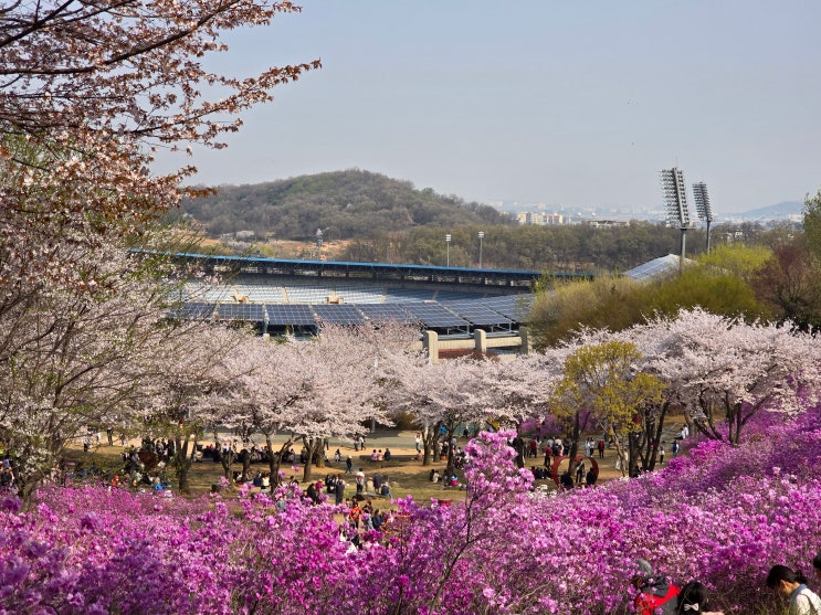 진달래꽃 활짝핀 부천 원미산 봄꽃 축제