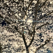 4월6일 주말 일상-평택대학교 벚꽃 축제