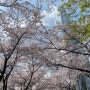 4월-1 | 치마오 | 벚꽃 주간 | 멕시칼리 | 화담숲 | 태화산명가 숯불닭갈비