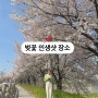 전주 벚꽃명소 인생샷 장소공유 무조건 지금 가야하는 이유 천변벚꽃 한내로 실시간
