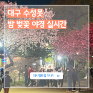 대구 벚꽃 명소 수성못 밤벚꽃 수성유원지 야경 실시간