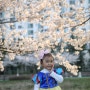 김포 벚꽃명소 계양천 벚꽃축제 일요일 다녀온 후기