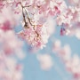 봄 벚꽃 관련 시, 벚꽃축제 양재천 카페거리의 낭만