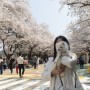서울 인근 벚꽃 명소 가볼만한곳 렛츠런파크 서울 벚꽃 실시간