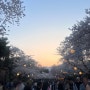 벚꽃명소 과천 렛츠런파크 서울 벚꽃 축제