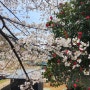 창원 벚꽃 구경 추천! & 가포 디저트가 너무 맛있었던 가포 신상 카페 '홀리벨리'