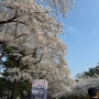 과천 경마공원 렛츠런파크벚꽃놀이 주차 꿀팁