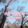 서울 벚꽃명소 | 남산타워 | 벚꽃 개화시기 | 신촌벚꽃