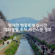 양재천 벚꽃 축제 실시간 개화상황 주차 사진 스팟 정보