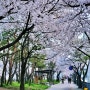 벚꽃, 안산 화정천 벚꽃 터널, 도심 전체가 공원인 안산, 화정천 양옆으로 휘늘어진 벚꽃이 만개