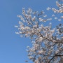 군산여행 - 군산 벚꽃명소 월명산으로 가세요