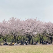 서울숲 벚꽃나들이