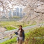 서울 꽃구경 안양천 벚꽃 실시간 오목교
